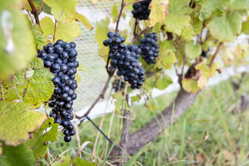 Belrose grapes, pinot noir